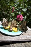 Colorful Feast in the Garden