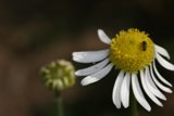 Beekeeping at a Daisy Field
