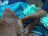 Playtime at the Lake