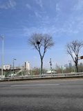 The Harmony of Concrete and Green: A Street in Seoul