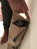 Feline in a Box