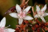 Blooming Beauty