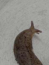 Slug Crawling on White Textured Surface
