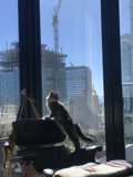Relaxing Feline Room With A View