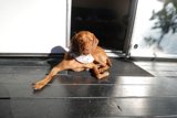 Lazy Vizsla