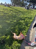 Relaxed Canine in Alamo Square