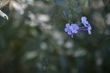 Solo Purple Geranium