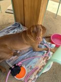 Quiet Moments with My Canine Companion