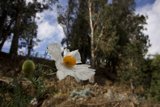 Radiant Daisy Amidst San Francisco's Natural Canvas