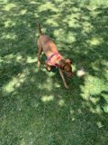 Frisbee Fun in LA
