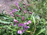 Purple Geranium in the Grass