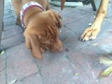 Pups on the Prowl