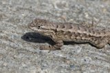 Sunlit Lizard at Palo Corona