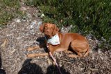 Bandana-clad Canine Relaxing in the Summer Countryside