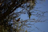 Feathered Friends Amidst Nature's Canopy