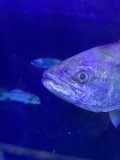 Blue Luminescence: The Pacific's Underwater Spectacle