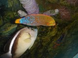 Colorful Fish in Coral Reef Habitat