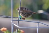 Perched Pensive Sparrow at Fort Mason