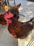 Fowl Crossing