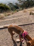 Canine Adventure on the Dirt Road