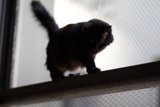 The Intriguing Black Cat