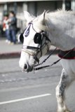 Majestic White Stallion with Black Harness