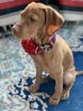 Majestic Hound on a Cozy Rug