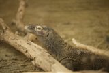 Unveiling the Scaled Reptilian Beauty
