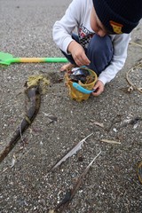 Young Explorer Collecting Beach Treasures in Sand