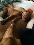 Nap Time with the Pups