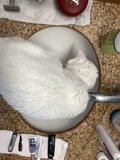 Sink-Cat