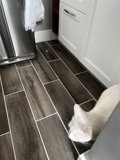 Fluffy Mischief in the Kitchen