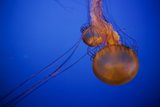 Ethereal Underwater Ballet