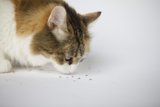 Feline Exploration