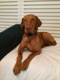 Canine Comfort