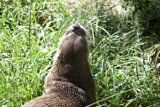 Gentle Giant of the Grass