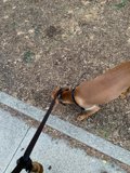 Canine Explorer