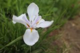Solitary Beauty