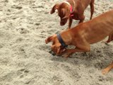 Digging Buddies