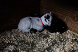 Sleepy Baby Goats in Half Moon Bay
