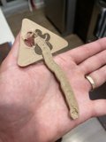 Snake Charm
