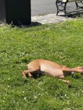 Relaxing in the Sunny Grass
