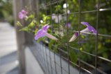 Nature's Intrusion
