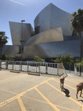 Two Dogs Take on Los Angeles
