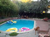 Relaxing Backyard Fun with Furry Companions