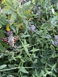 Graceful Butterfly Amongst Foliage