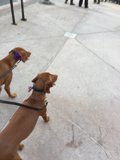 The Dynamic Duo