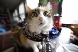 Cozy Christmas Kitty