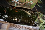 Mossy Rock Stream with Natural Wooden Steps