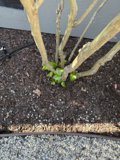 New Growth in Early Spring